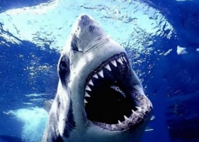 Jak loví žraloci - neodolatelná chuť krve