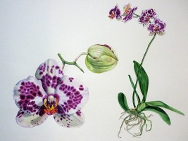 Výstava botanických ilustrací