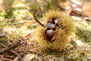 Nasavrcká kaštanka