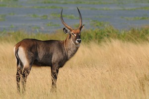 NP Murchison falls, foto: Jaromír Zajíček – FotoZajda.cz
