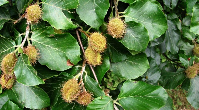 Buk lesní (Fagus sylvatica)