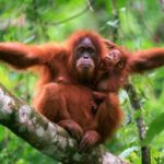 Sumatra – země orangutanů a sopek