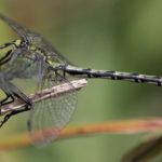 Jarní vycházka s entomologem podél Chrudimky