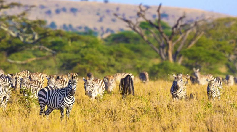 Tanzánie – Safari Njema