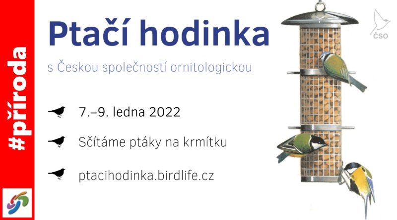 Ptačí hodinka