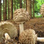 Chrudimka na houbách – Bedly po lesnicku
