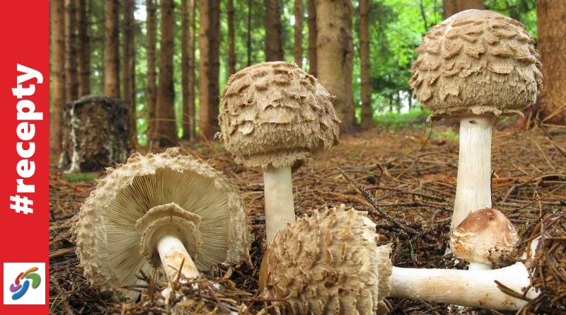 Bedla červenající (Macrolepiota rhacodes)