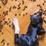 Proč je krmivo pro psy bez obilovin tou nejlepší volbou pro vašeho domácího mazlíčka?
