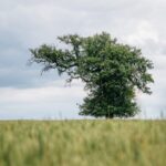 Česká hruška se postaví tisíciletým dubům i olivovníkům
