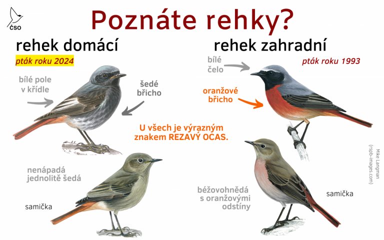 Rehek - poznáte ho?