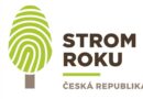 Strom roku