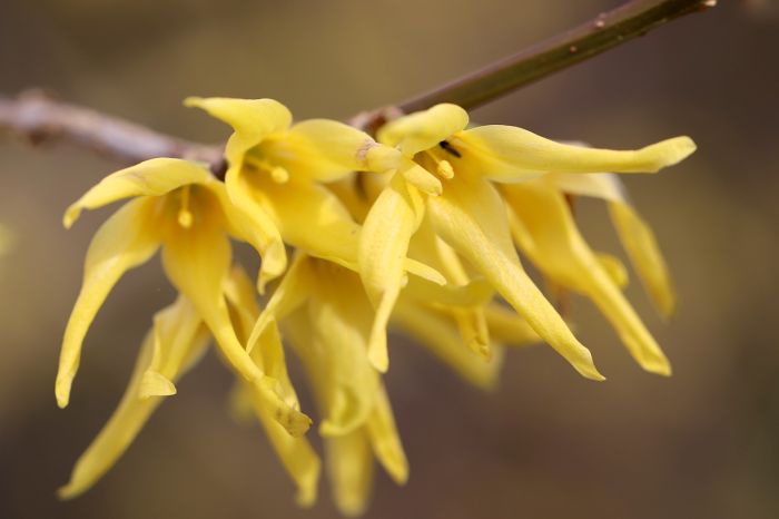 Zlatice (Forsythia) květ