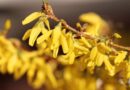 Zlatice (Forsythia)